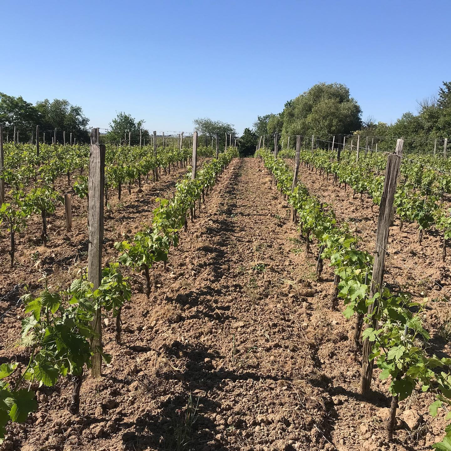 Domaine Boudignon Thibaud