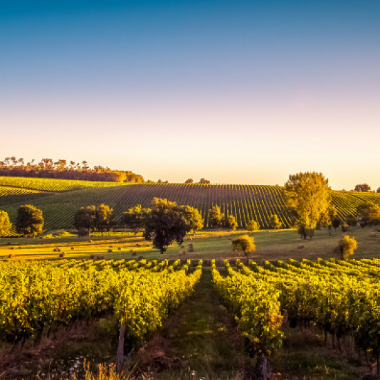 Les vendanges : l'art de récolter le raisin